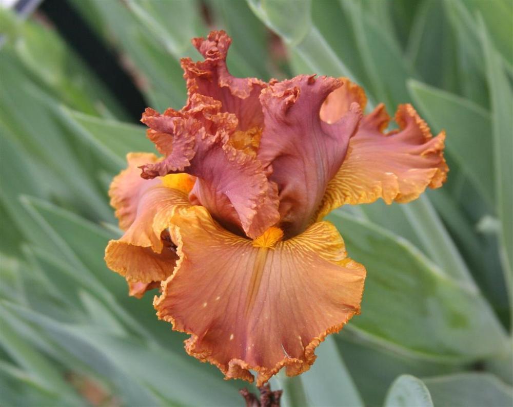 Border Bearded Iris (Iris 'Southwest Rustic Desert') in the Irises