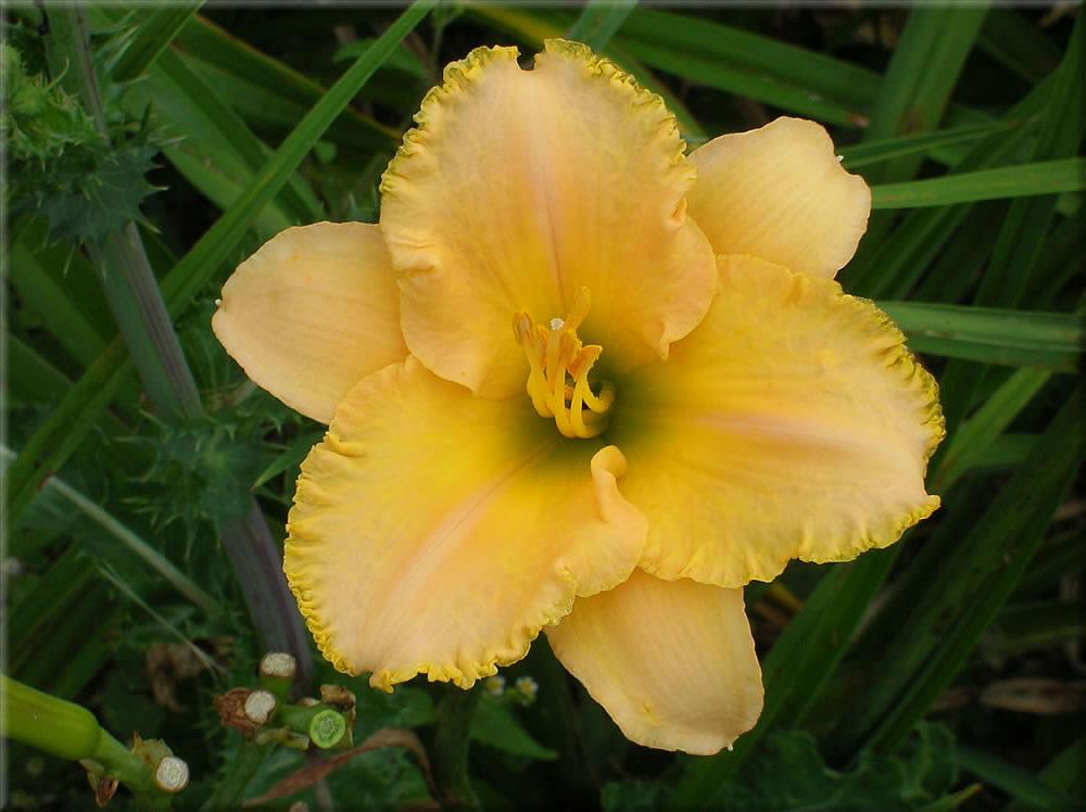 Photo of the bloom of Daylily (Hemerocallis 'Regency Summer') posted by