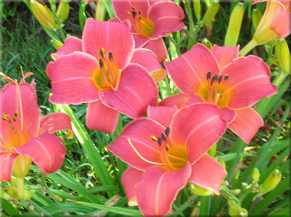 Photo of the bloom of Daylily (Hemerocallis 'Pretty Peggy') posted by