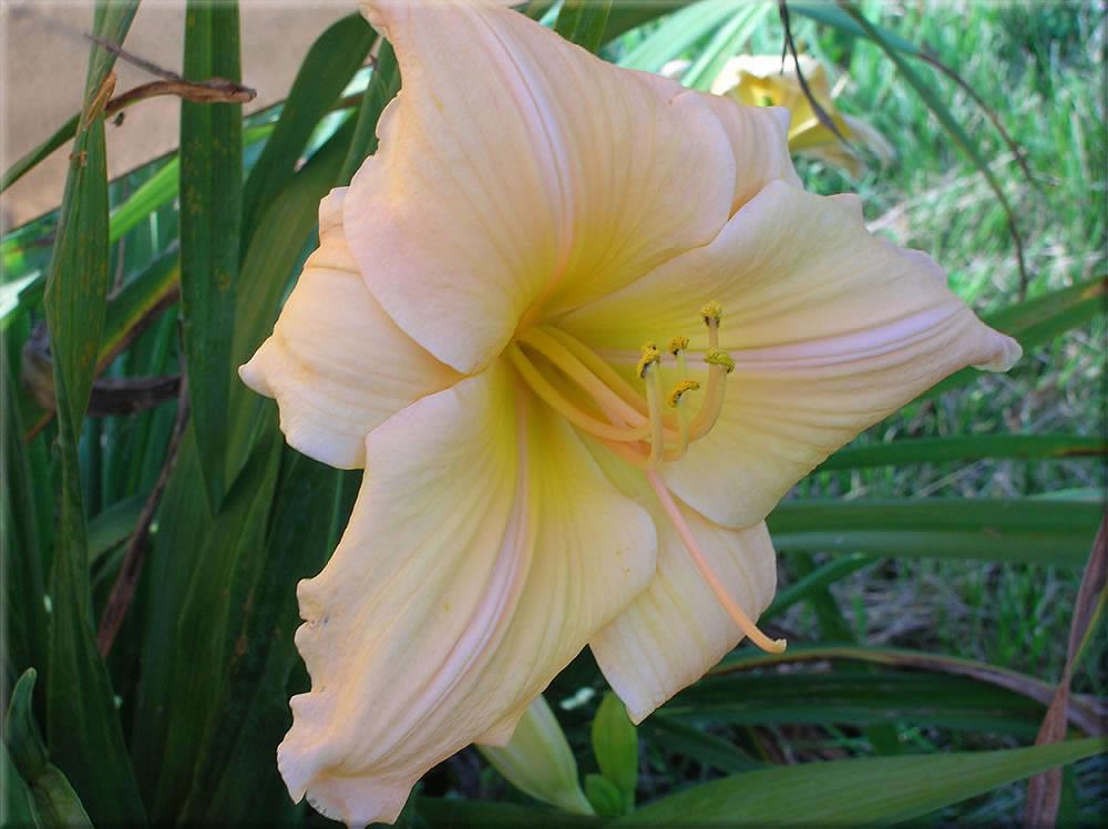 Photo of the bloom of Daylily (Hemerocallis 'Round and Round') posted