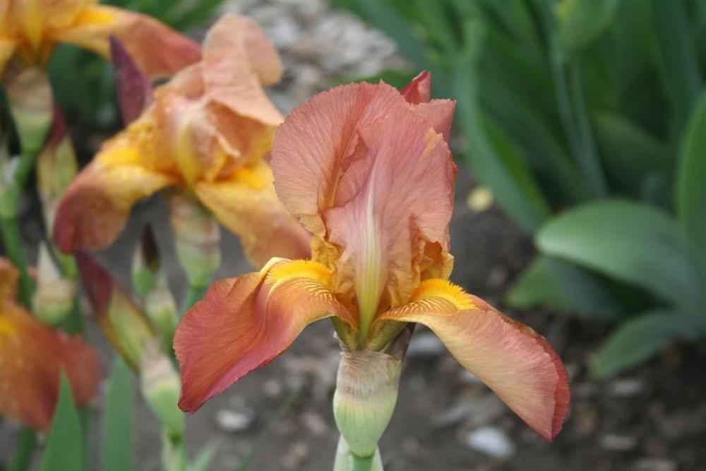 Photo of the bloom of Tall Bearded Iris (Iris 'Prairie Sunset') posted
