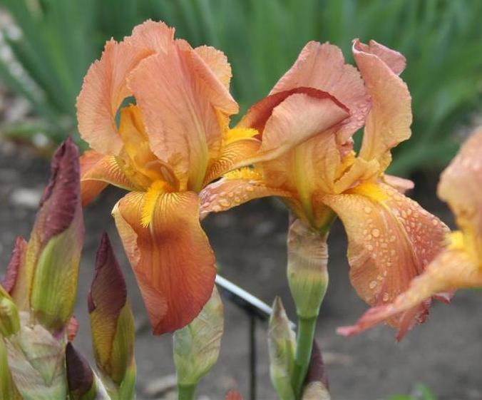 Photo of the bloom of Tall Bearded Iris (Iris 'Prairie Sunset') posted