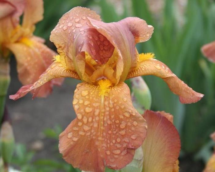 Photo of the bloom of Tall Bearded Iris (Iris 'Prairie Sunset') posted