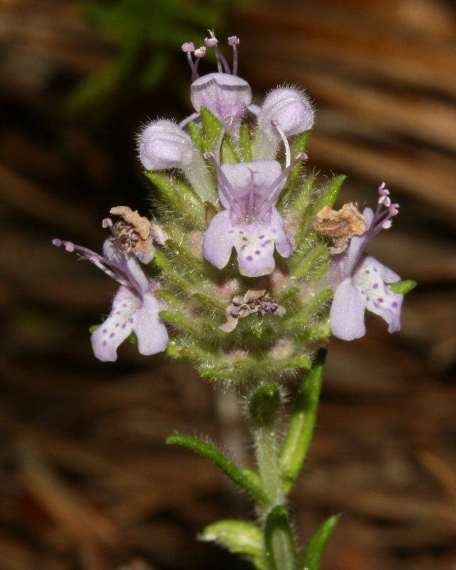 Florida Pennyroyal (Piloblephis rigida)