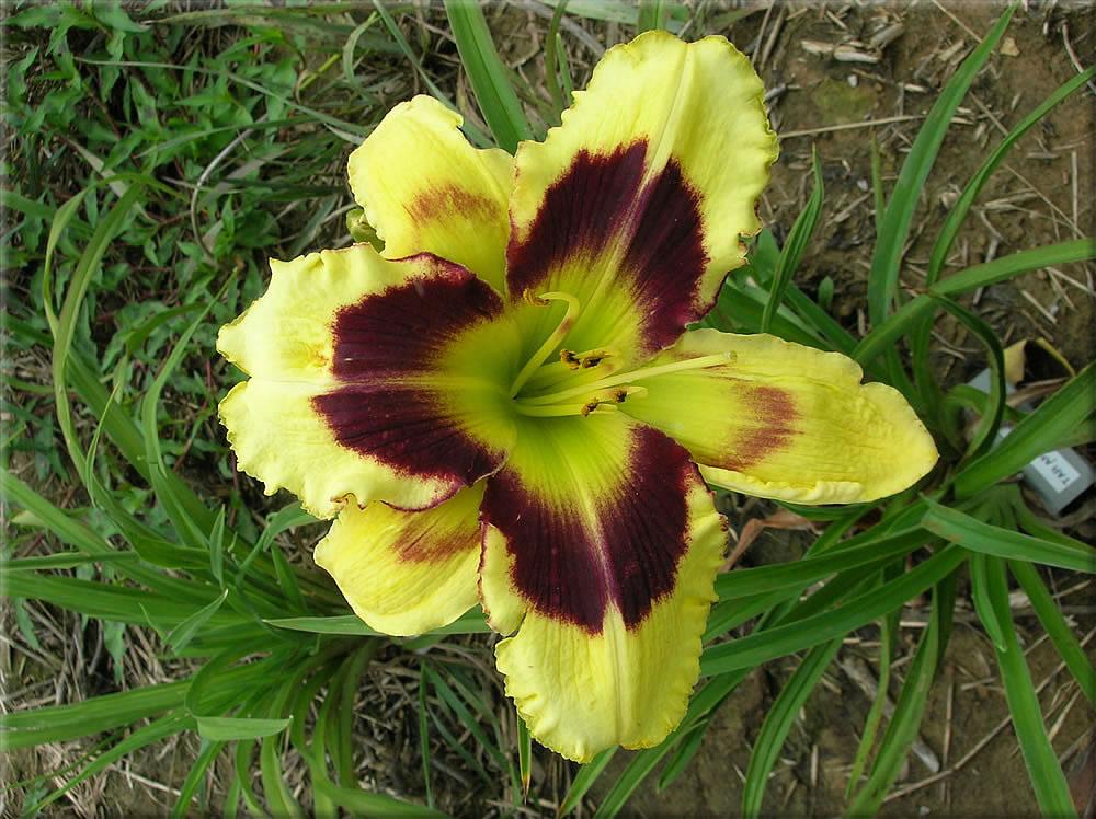 Photo of the bloom of Daylily (Hemerocallis 'Tar and Feather') posted