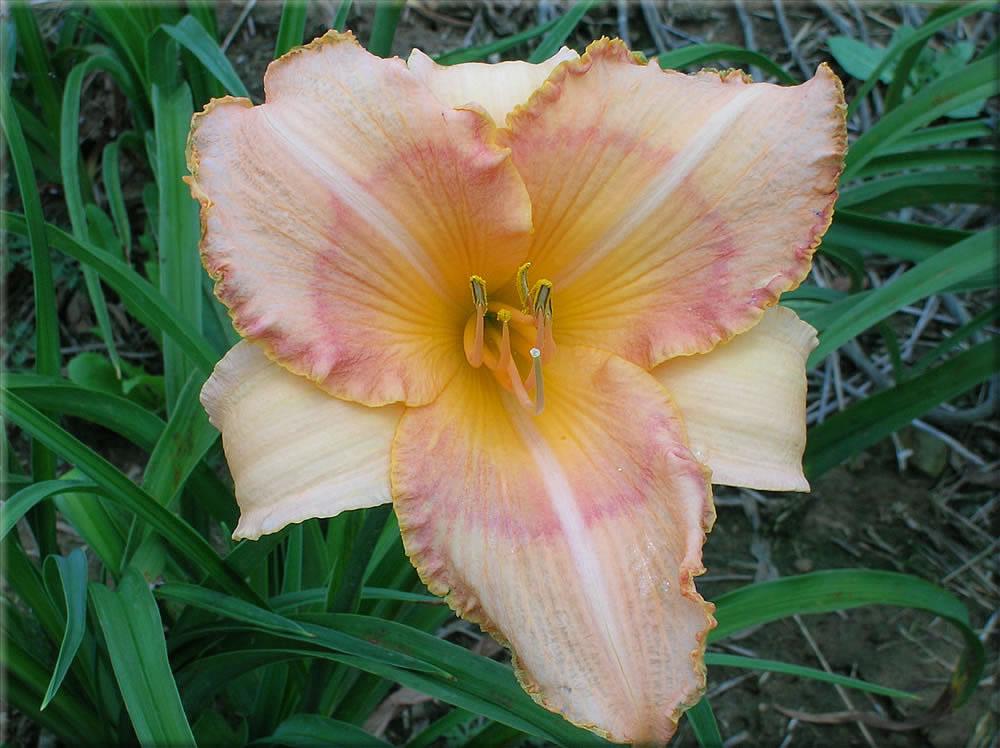 Daylily (Hemerocallis 'Spiritual Guide') in the Daylilies Database