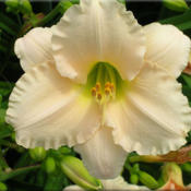 Courtesy of Quarles Daylilies Used with Permission