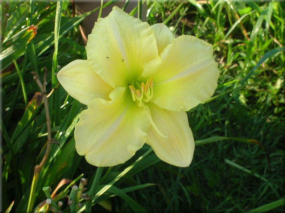 Photo of the bloom of Daylily (Hemerocallis 'Wind Song') posted by vic