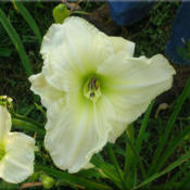 Courtesy of Quarles Daylilies Used with Permission
