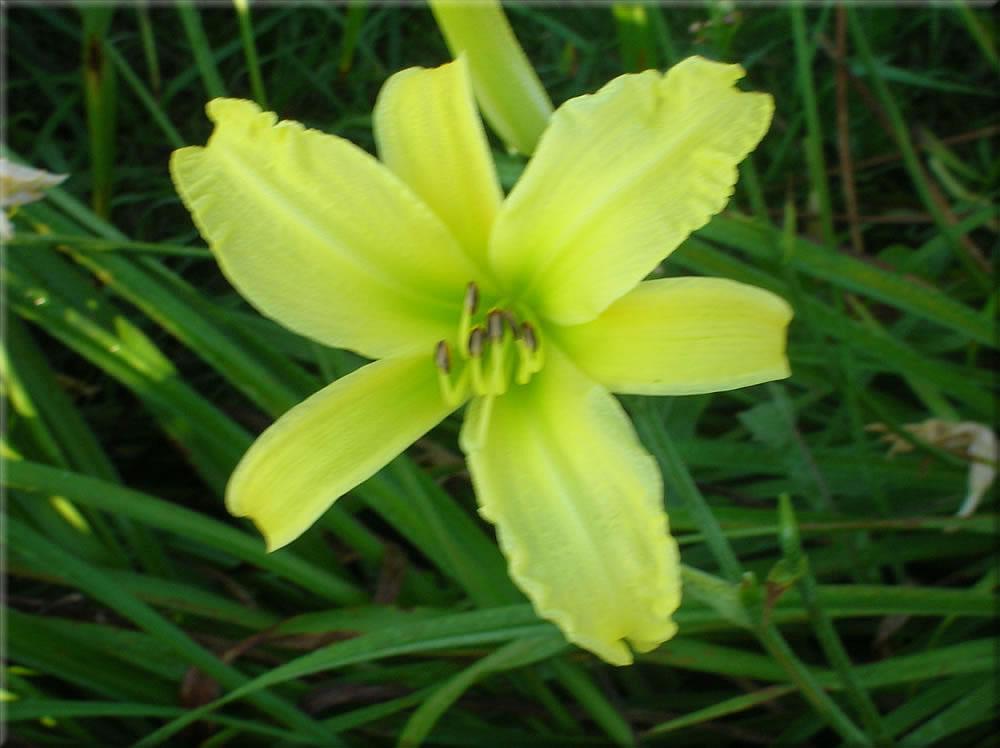Photo of the bloom of Daylily (Hemerocallis 'Yellowstone') posted by