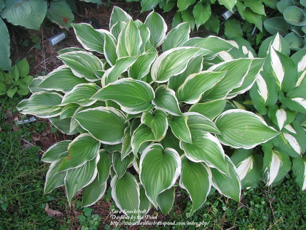 Hosta 'Iron Gate Supreme' in the Hostas Database