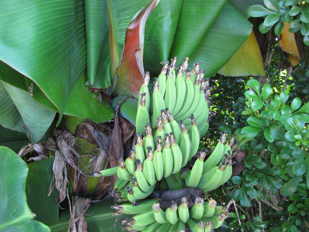 Photo of the fruit of Dwarf Banana (Musa acuminata 'Super Dwarf