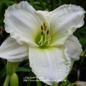 Photo Courtesy of A La Carte Daylilies. Used with Permi