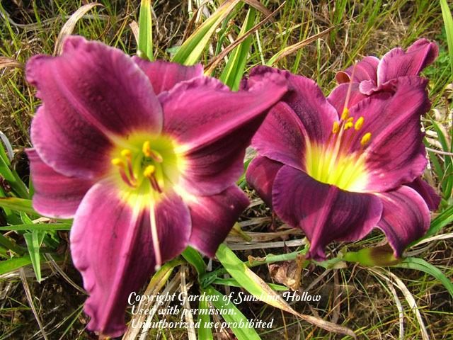Photo of the bloom of Daylily (Hemerocallis 'Grape Velvet') posted by ...