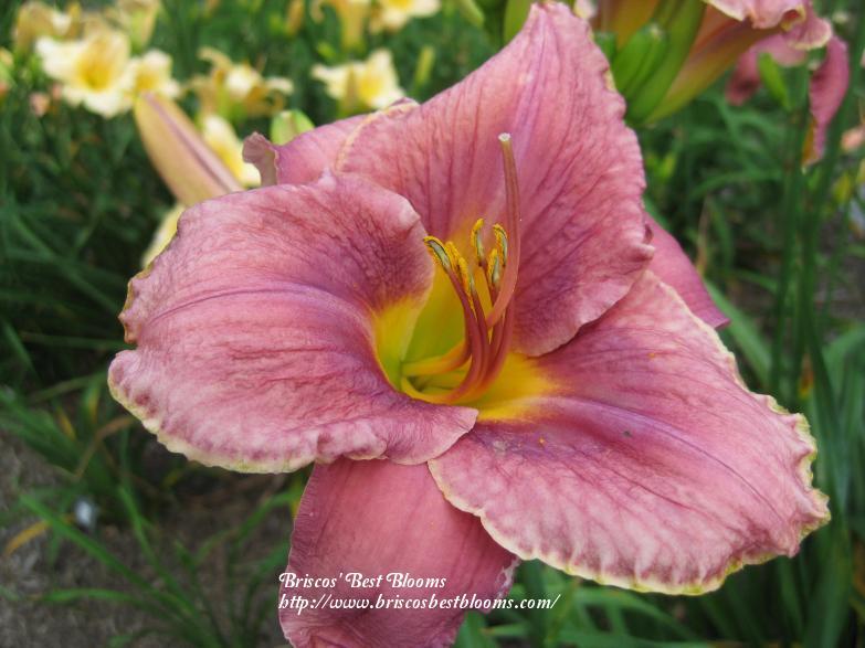 Photo Of The Bloom Of Daylily Hemerocallis Lyric Opera Posted By Joy Garden Org Read or print original daylily lyrics 2020 updated! the national gardening association