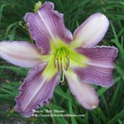 Photo courtesy of Briscos' Best Blooms. Used with permission.