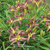 Photo courtesy of Briscos' Best Blooms. Used with permission.