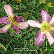 Photo courtesy of Briscos' Best Blooms. Used with permission.