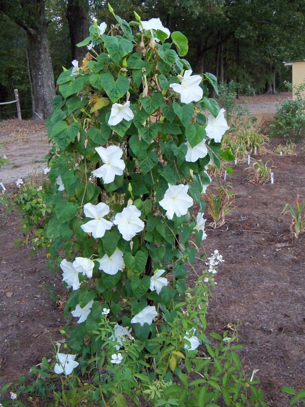 Moonflowers starting to bloom now in the Fragrant flowers forum
