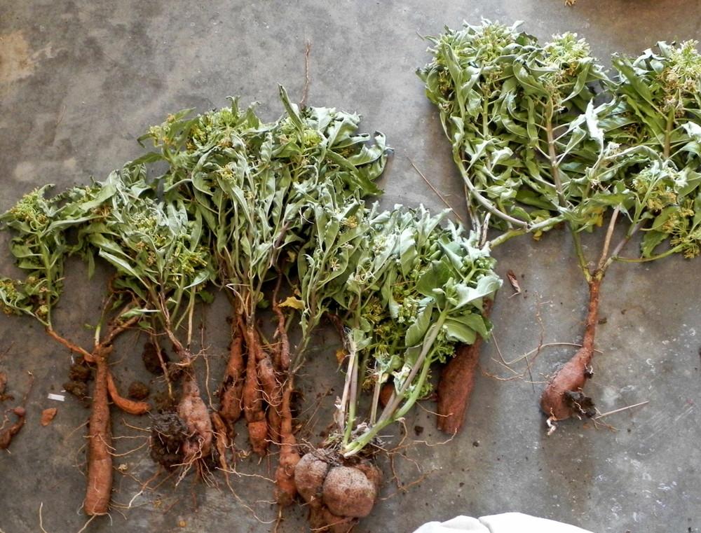 Photo Of The Entire Plant Of Zizotes Milkweed Asclepias Oenotheroides Posted By Imabirdnut Garden Org