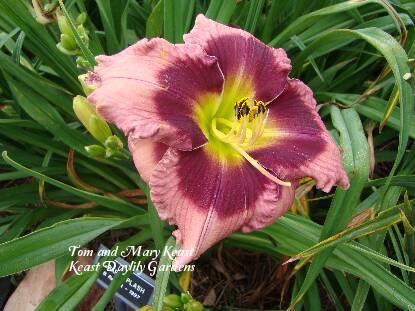 Daylily (Hemerocallis 'Grape Splash') in the Daylilies Database ...