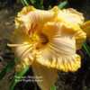 Photo Courtesy of Keast Daylily Gardens. Used with Permission.
