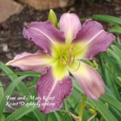 Photo Courtesy of Keast Daylily Gardens. Used with Permission.