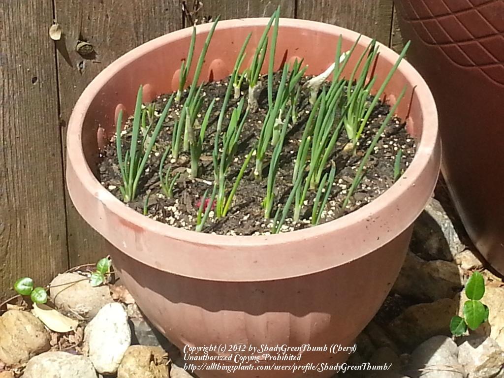 I need help about growing onions in Texas in the Texas Gardening forum