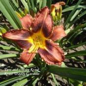 Photo Courtesy of Keast Daylily Gardens. Used with Permission.