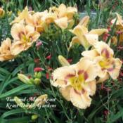 Photo Courtesy of Keast Daylily Gardens. Used with Permission.