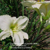 Date: 2010-03-27Courtesy of The Gardens of Sunshine Hollow Used with Pe