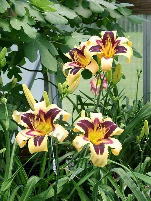 Photo of the bloom of Daylily (Hemerocallis 'Wild Horses') posted by