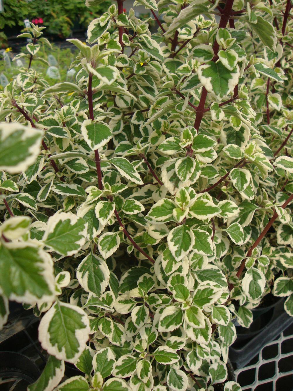 Photo of the entire plant of Syncolostemon 'Candy Kisses' posted by