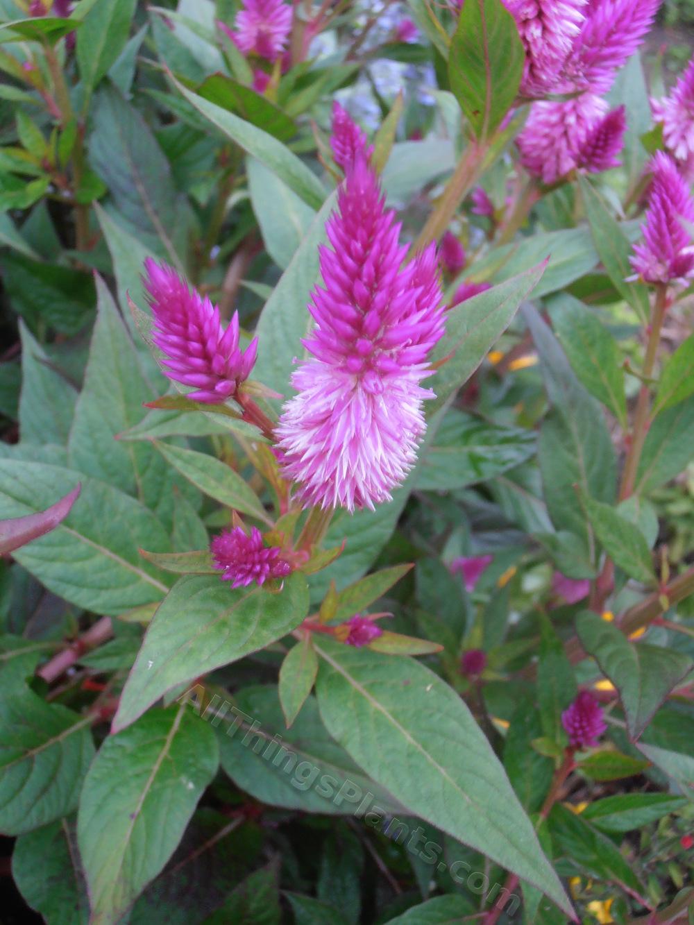 Photo of the bloom of Wheatstraw Celosia (Celosia argentea ‘Cramer’s