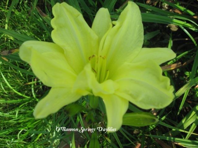 Photo of Daylily (Hemerocallis 'Grapefruit Guts') uploaded by Joy