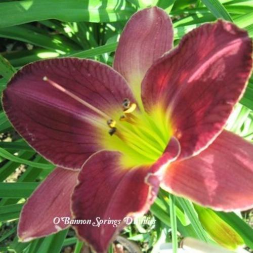 Daylily (Hemerocallis 'Royal Ring') in the Daylilies Database