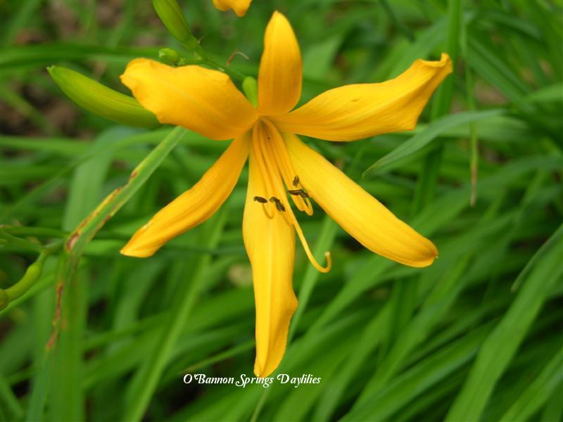 Photo of the bloom of Daylily (Hemerocallis 'Nutmeg Elf') posted by Joy