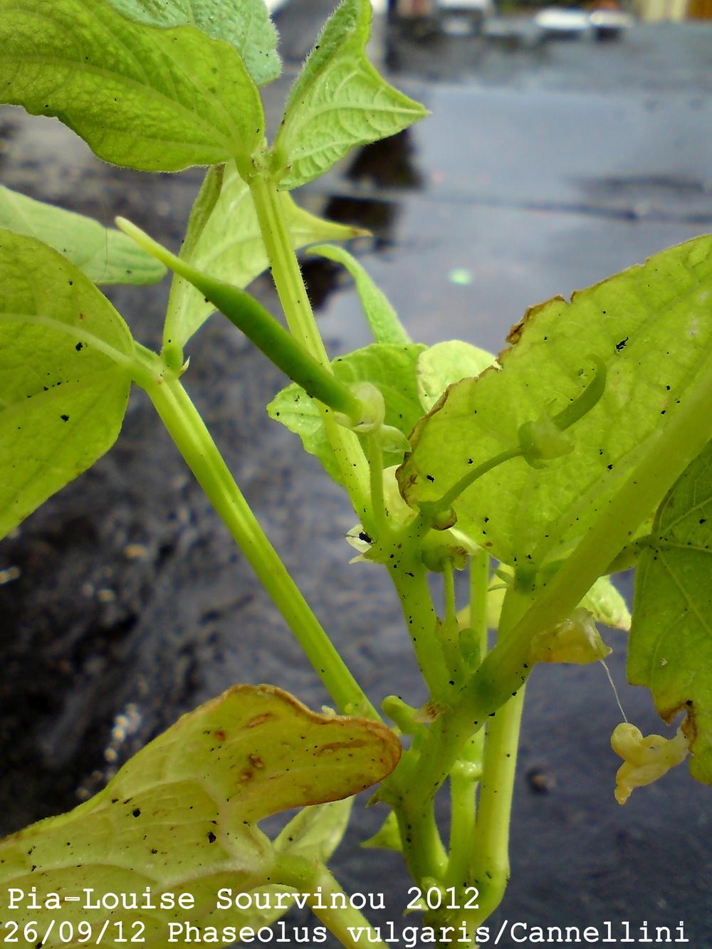 Beans Plant Care and Collection of Varieties