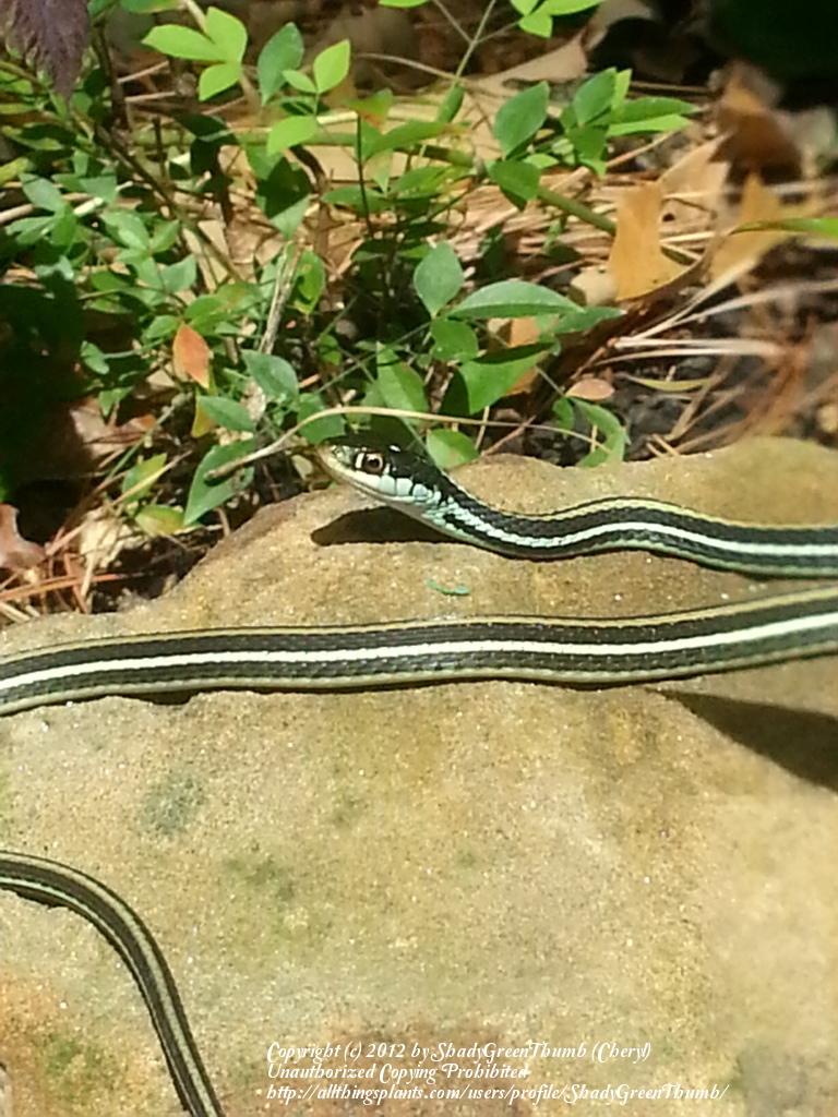 My little visitor in the All Things Gardening forum - Garden.org