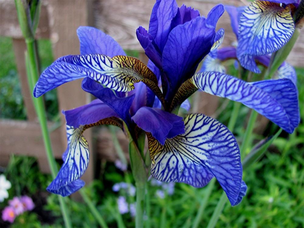 Siberian Iris (Iris 'Shaker's Prayer') in the Irises Database