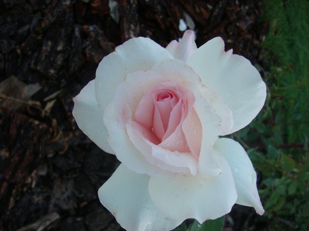 Photo of the bloom of Rose (Rosa ‘Sheer Bliss’) posted by Paul2032