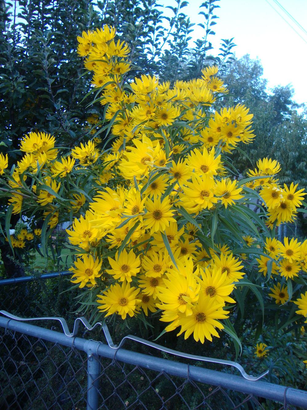 Photo of the entire plant of Maximilian Sunflower (Helianthus