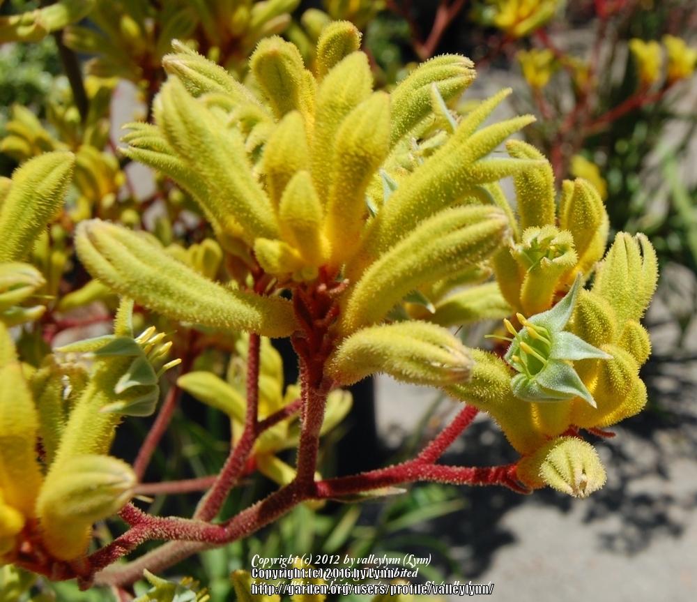 Photo of the bloom of Kangaroo Paw (Anigozanthos 'Harmony') posted by