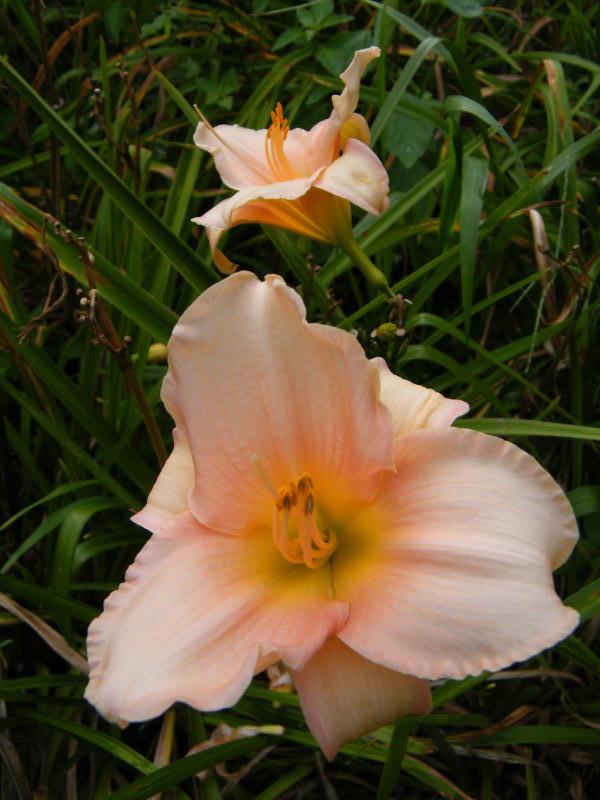 Photo of the bloom of Daylily (Hemerocallis 'Cherry Ice Cream') posted