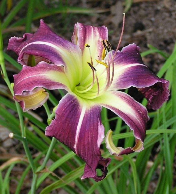 Daylily (Hemerocallis 'Gilbert Grape') in the Daylilies Database ...