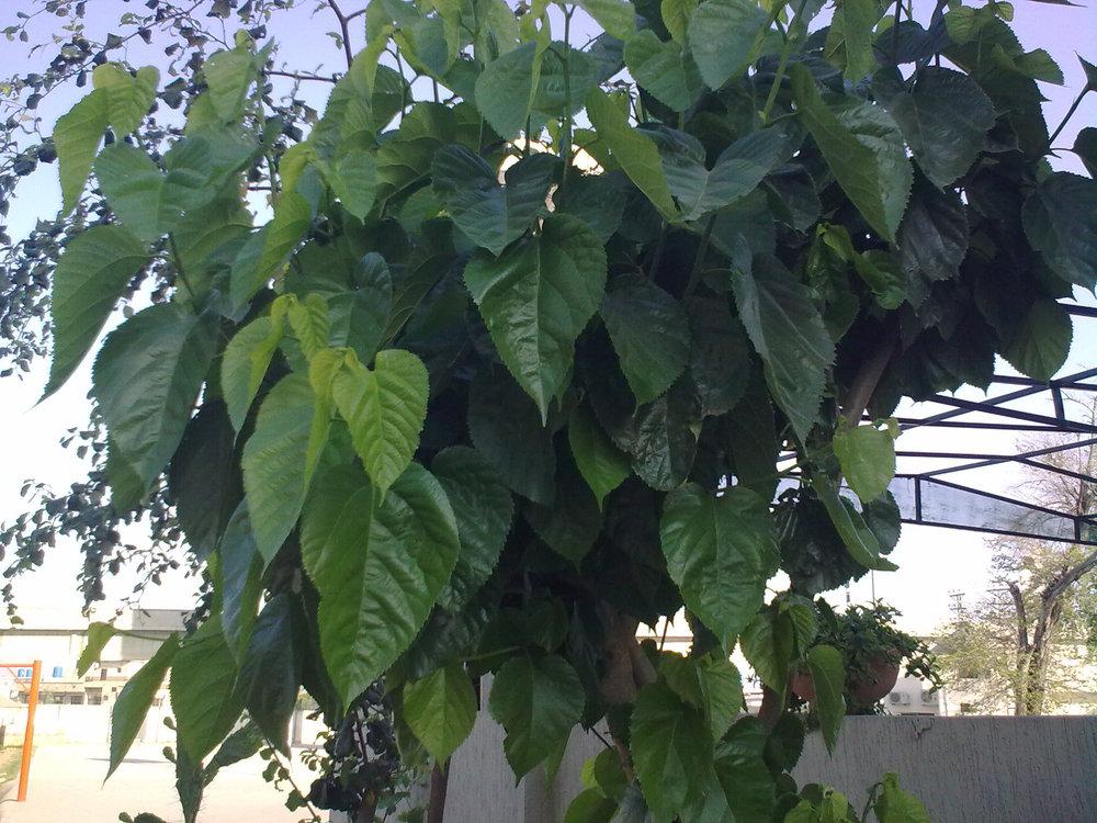 Pakistan Mulberry (Morus macroura) - Garden.org