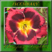Photo Courtesy of Champion Daylilies. Used with Permission
