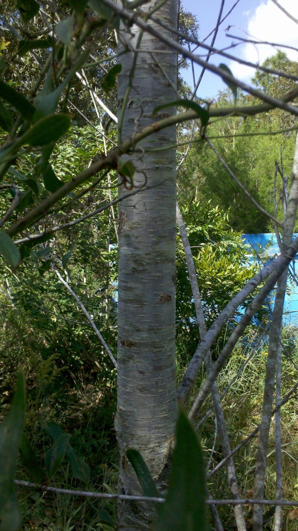 Tree ID's in the Plant ID forum - Garden.org