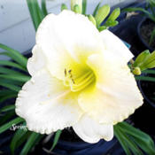 Photo Courtesy of Spring Fever Daylilies. Used with Per