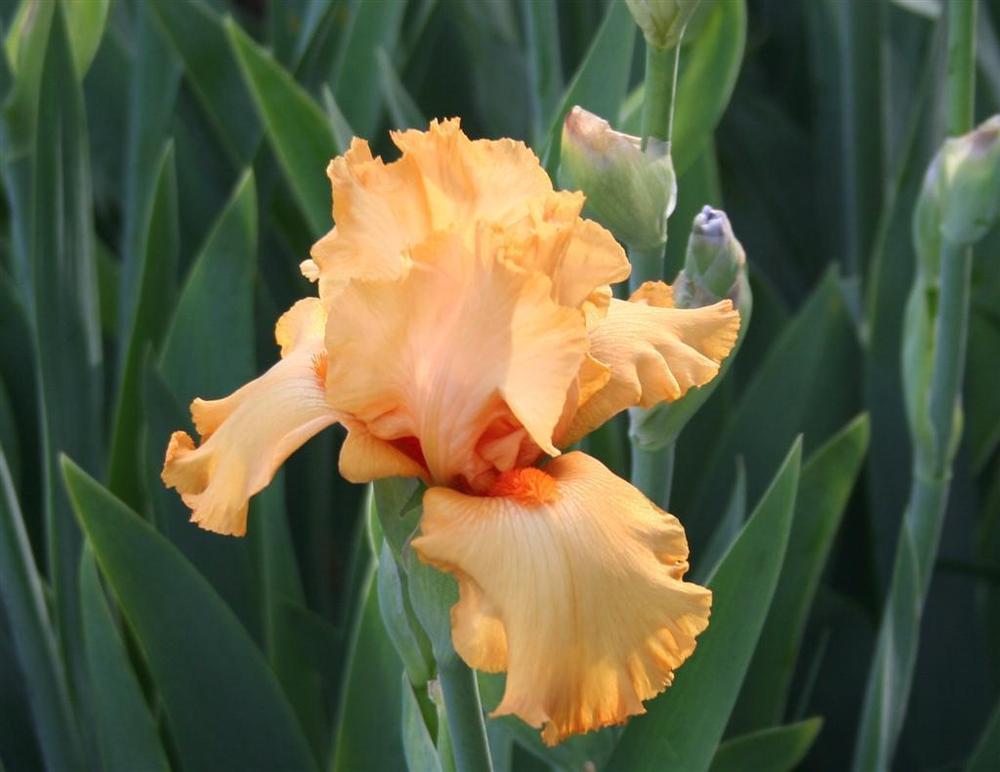 Photo of the bloom of Tall Bearded Iris (Iris 'Avalon Sunset') posted